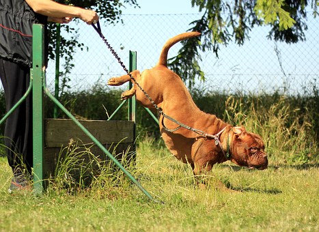 dog running