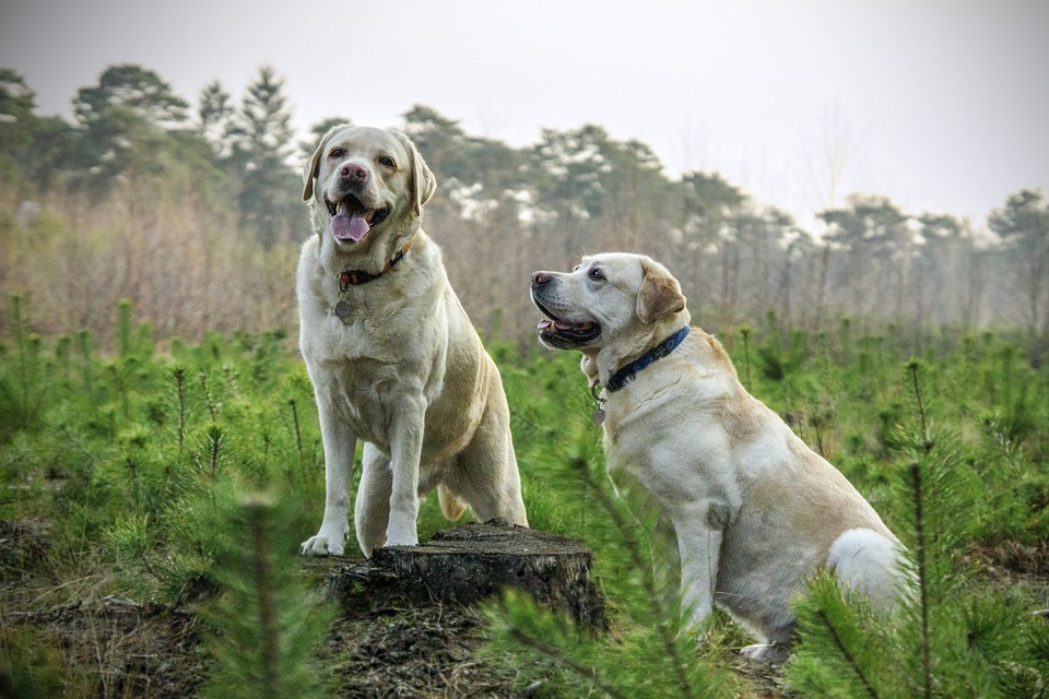 dogs