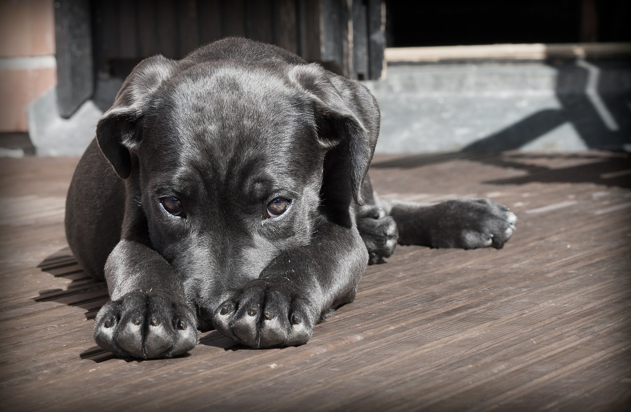 dog showing nails